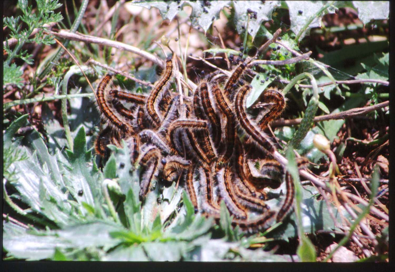 Larve di Malacosoma (Malacosoma) franconicum